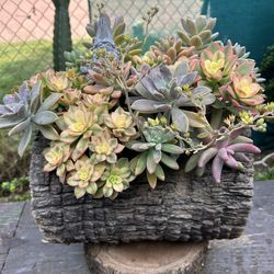 Succulents Arrangements En Tronko