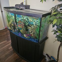 Bow Front 75 Gallon 