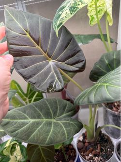 Alocasia regal shield corms