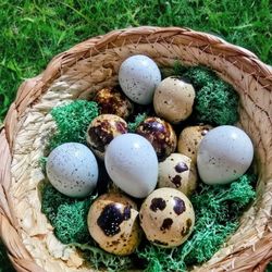 Hatching Eggs Available. NPIP Tested Jumbo Browns, Pansy, And Celadon. 