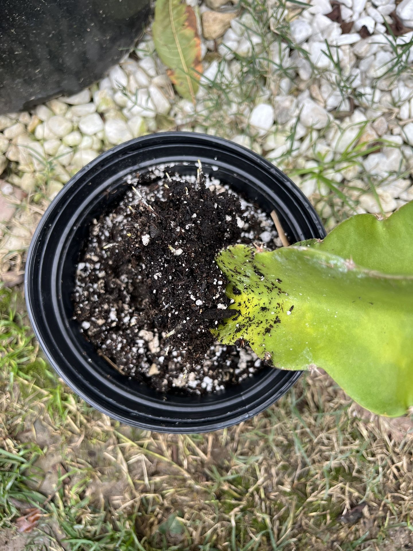 Dragon Fruit Cutting/Rooting