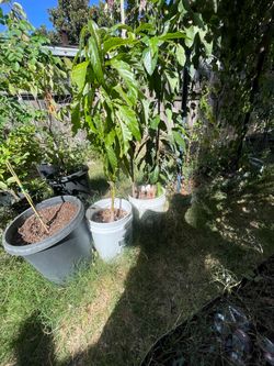 Hass avocado trees