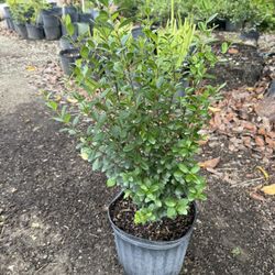 Spectacular 3-gallon sinson estoper plants