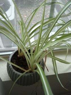 Indoor Plants
