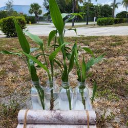 Lucky Bamboo Plants.  $5 Each
