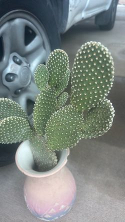 Cactus