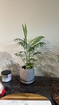 Healthy Fern Plant With Pot