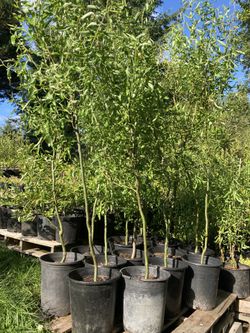 Curly Willow Trees, (5 foot Tall)