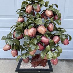 Jade Stone Apple Tree 