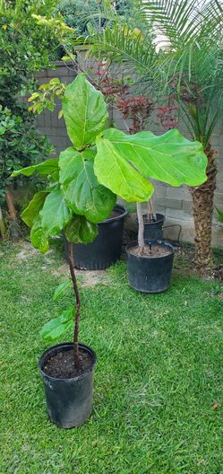 #16 Fiddle Leaf Fig Plant 5gal