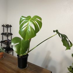 Monstera Deliciosa