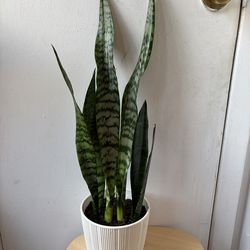 Snake plant
