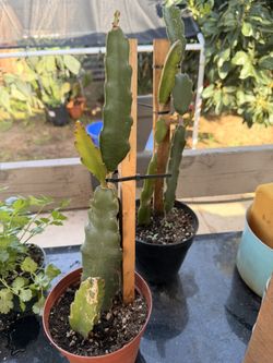 Dragon Fruit Plants 10 Each