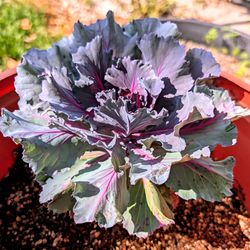 Ornamental Kale (Brassica oleracea) Plant in 2 Gallon Container