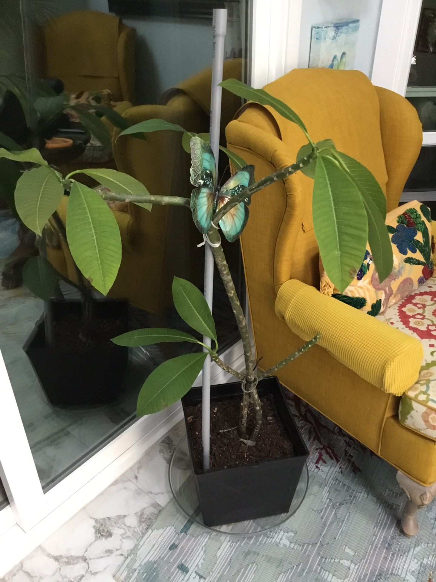 Plumeria Plant And Plant Pot