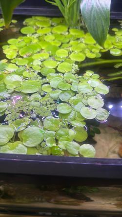 Frogbit