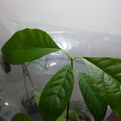 Avocado Plant 👉🏻 It Is Available 