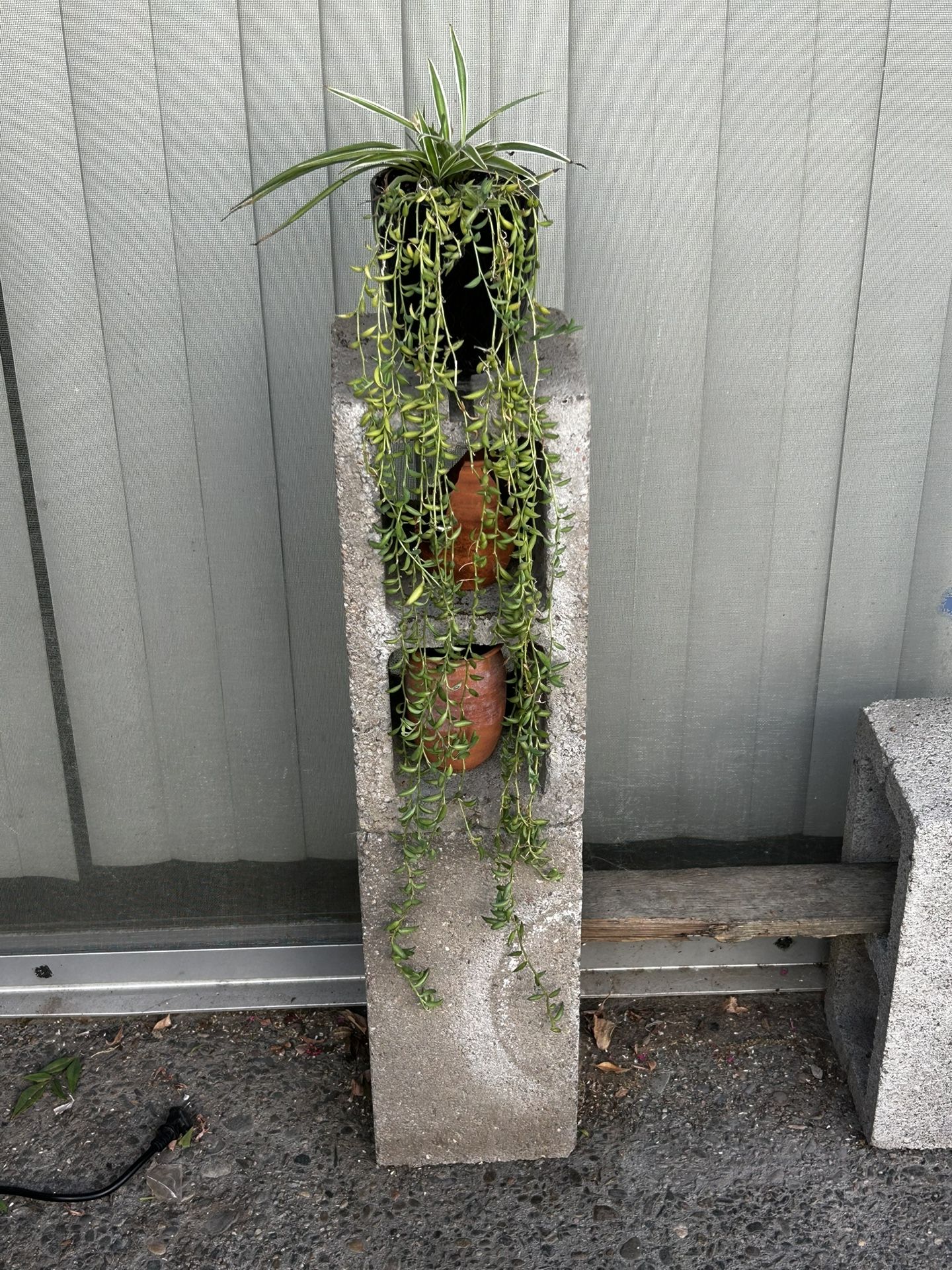 Long String Of Bananas Succulent