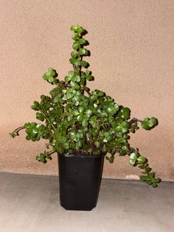 Elephant Bush Succulent Plant in Nursery Pot