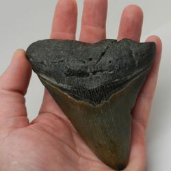 Large Real Megalodon Prehistoric Shark Serrated Natural Tooth Dinosaur Fossil
