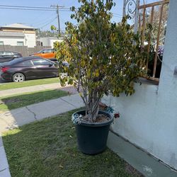 Ficus for sale