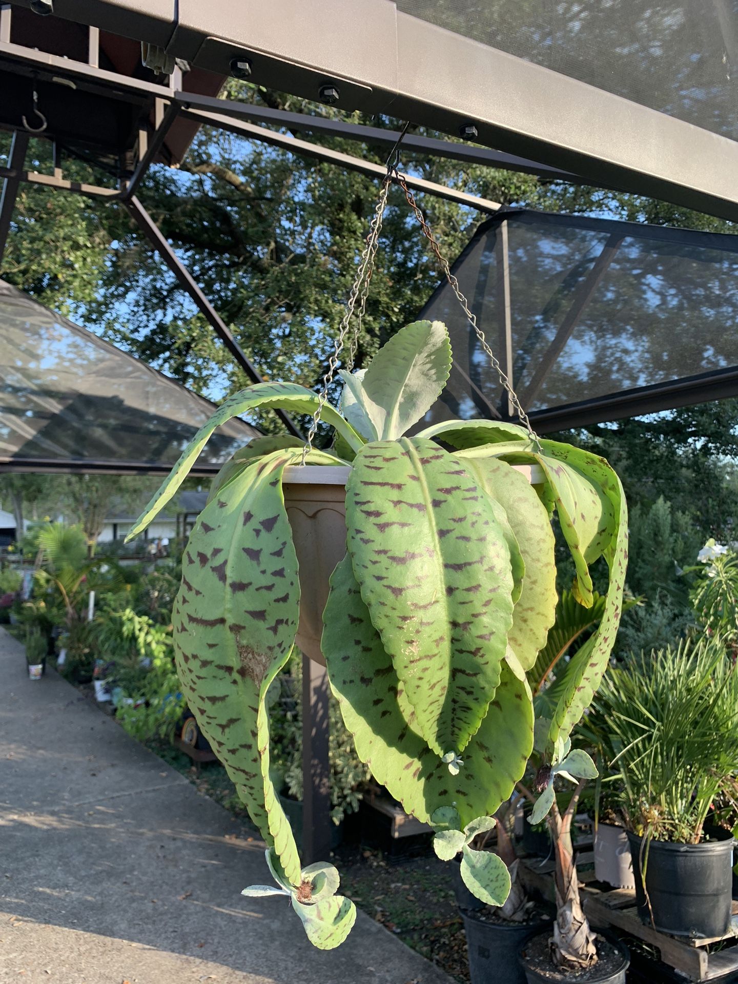 Donkey Ears Plant 