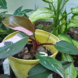 Blushing Philodendron Or Pink princess Plant