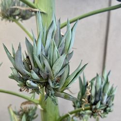 Agave Plant Starts