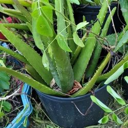 Aloe Plant