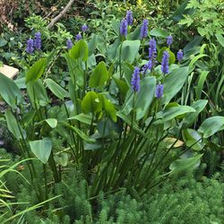 Pond Plants Pickeral Rush