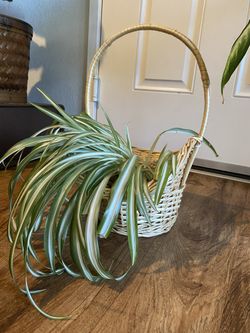 Basket/planter (plant not included)