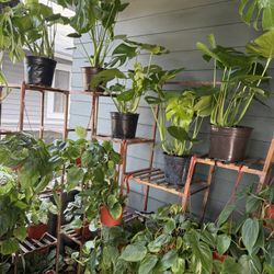 Lots Of Indoor Plants For Sale 