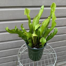 6” pitcher plant 