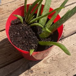 Aloe Vera Plants