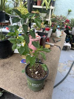 Una Planta De 🌶️ Chile Muy Sabroso