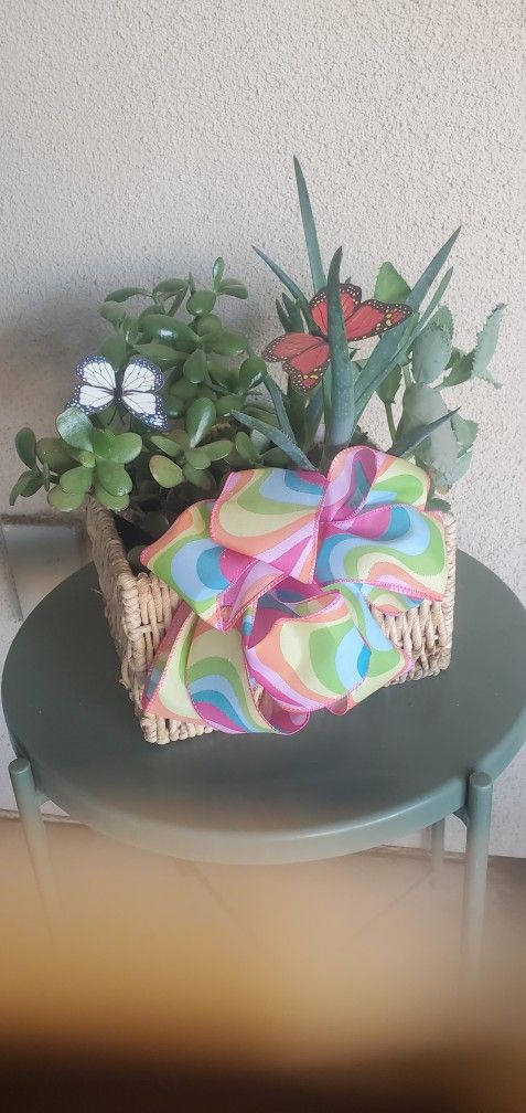 Planter Basket With 6 Assorted Succulents
