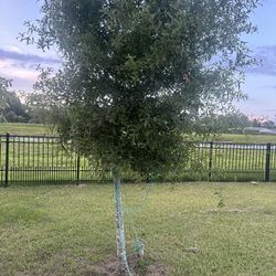 2 Oak trees 