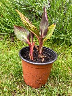 4” Tropicanna canna