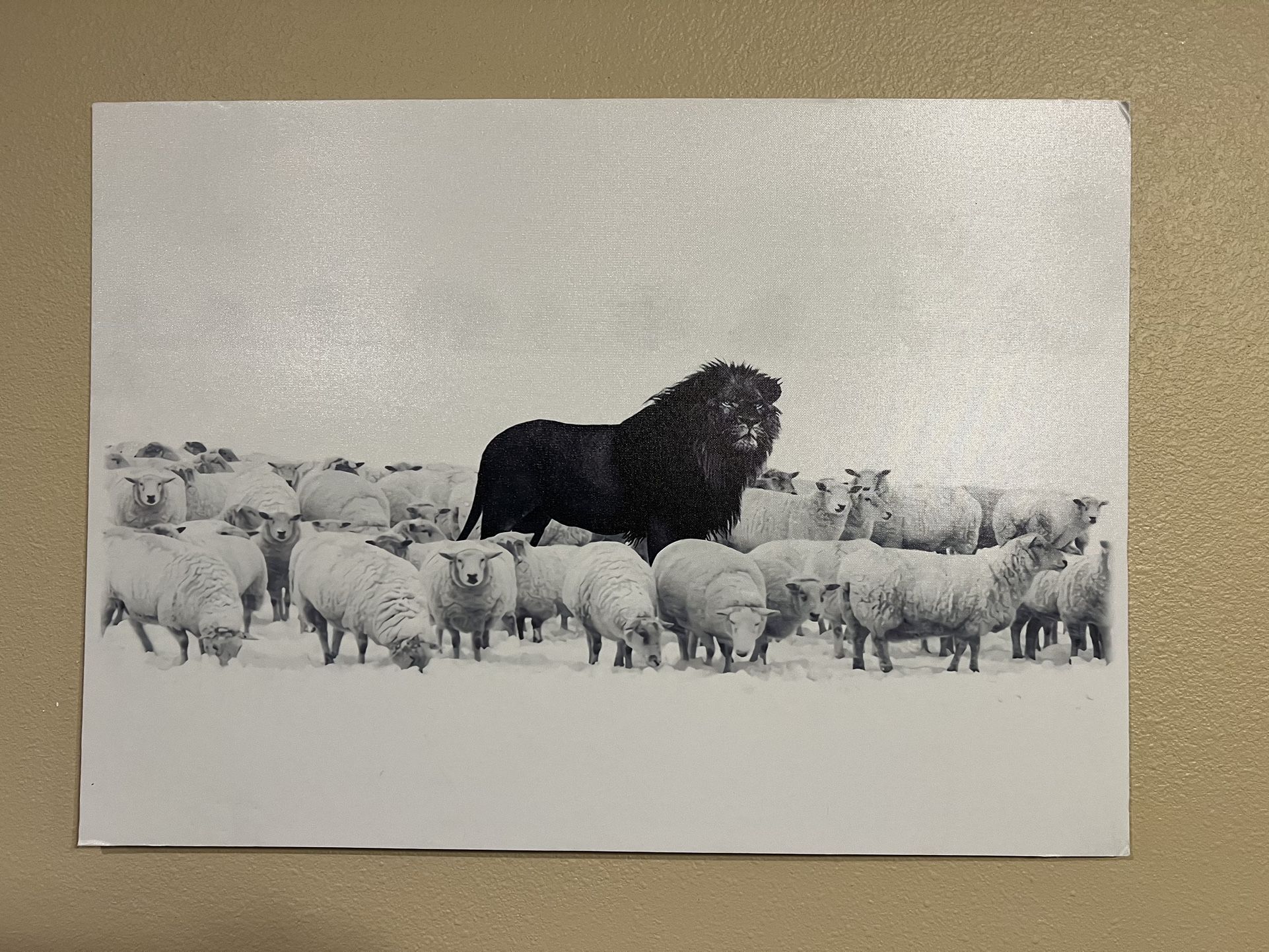 Lion Amongst Sheep Painting