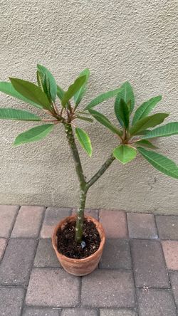 Plumeria