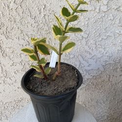 1 Gallon Pot Succulent Plant - Crassula Sarmentosa Variegated - Comet Variegata - Rooted and Established Plant - Drought Resistant - 🪴