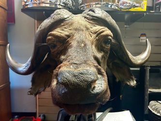 African Cape Buffalo Taxidermy Head Mount
