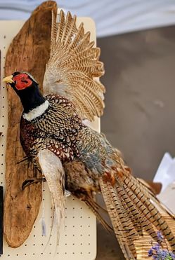 Wall Mounted Pheasant Taxidermy