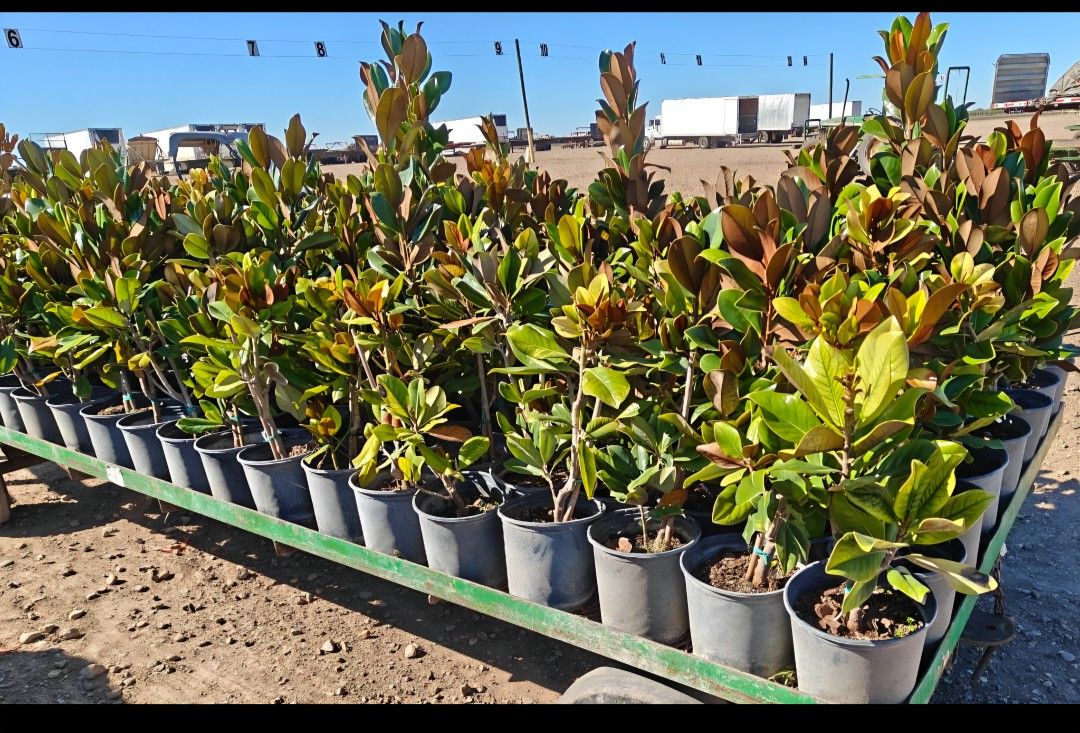 Magnolias Tree 3gallones 3ft Tall