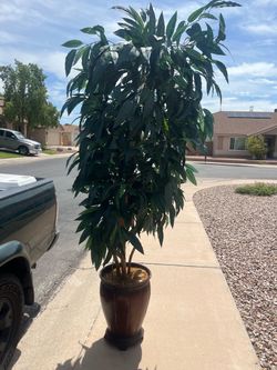 Artificial Mango tree