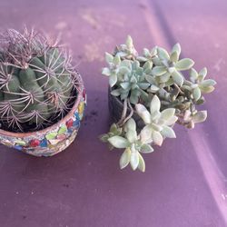 Two Plant For $15