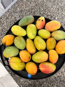 Mangoes $1.50 organic