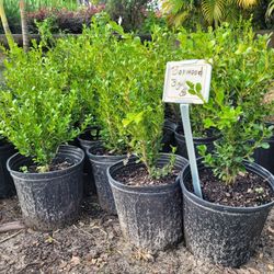 Boxwood 