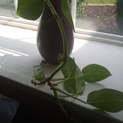 Greenery In Eggplant Color Vase 