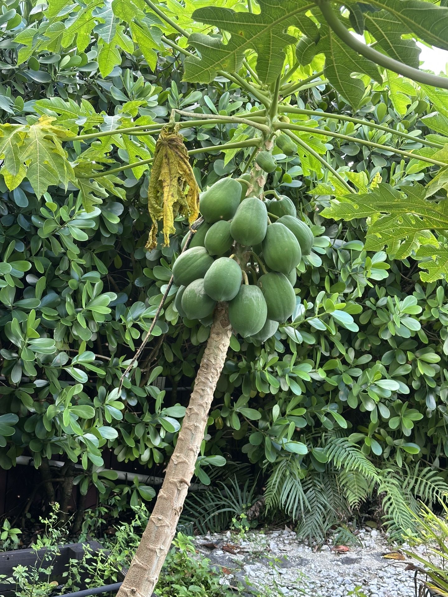 Selling two papaya plants, healthy and growing in pots.